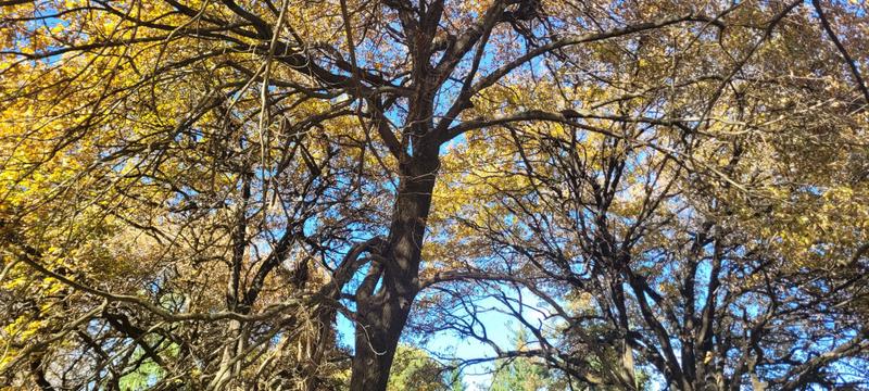 3 Bedroom Property for Sale in Hogsback Eastern Cape